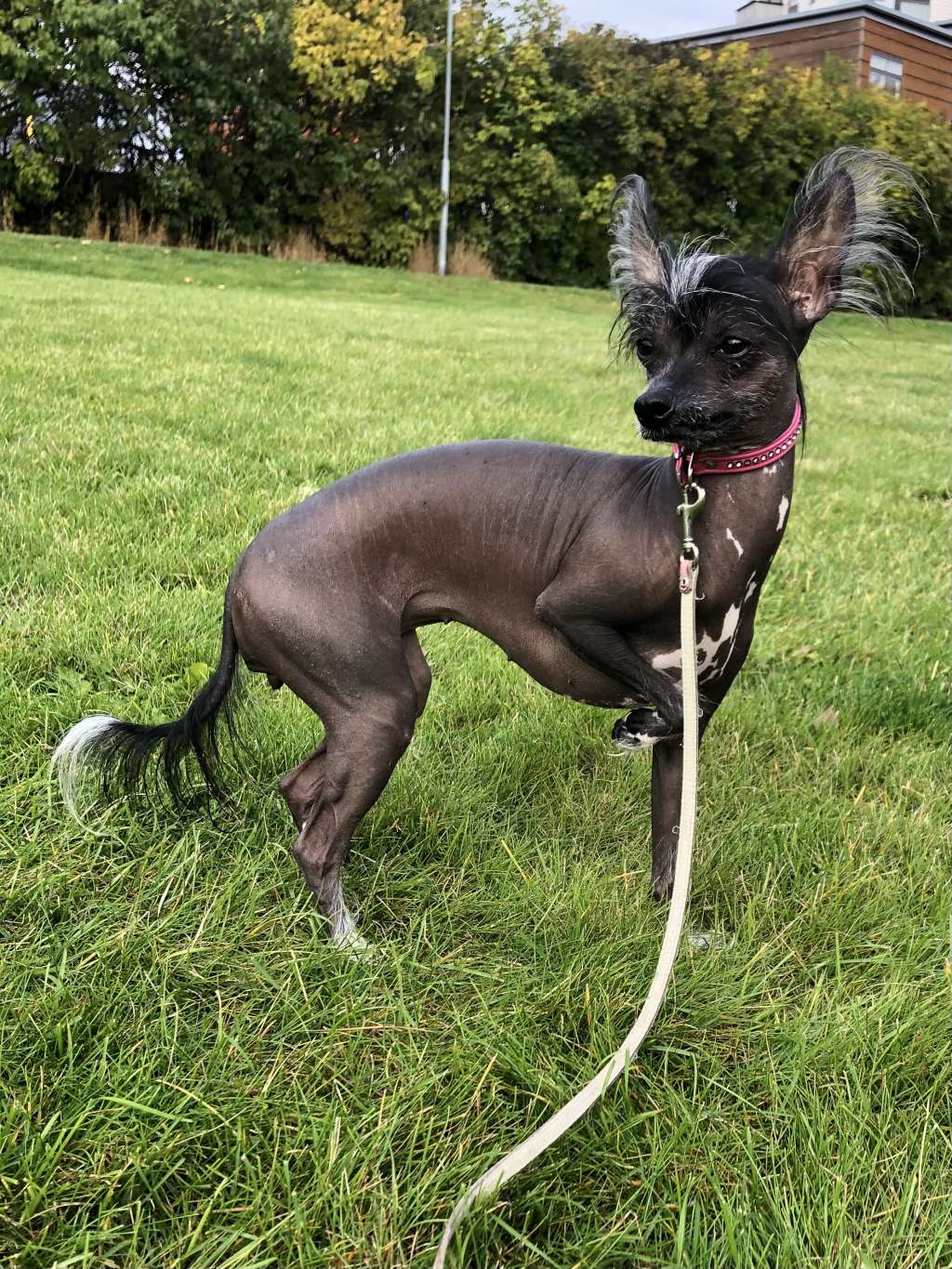 Pideraq's Torttutaikina "LILA"