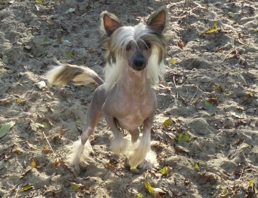 Ken Top Model De Rama