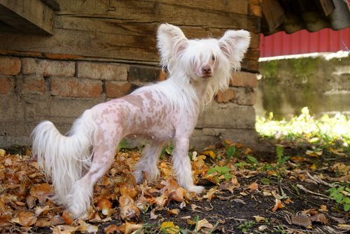 Hogord Chaines Prezent