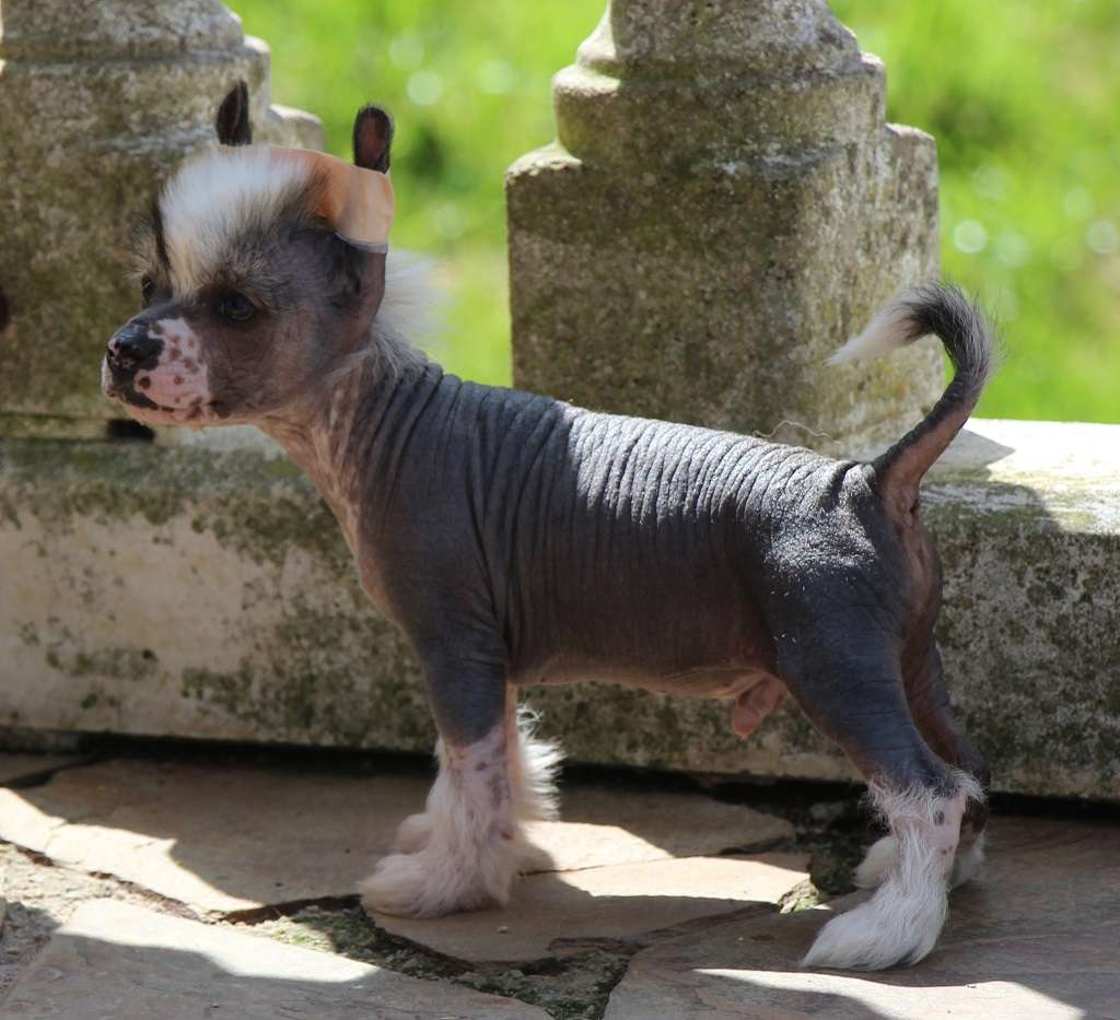 Strange prince de Almamasan