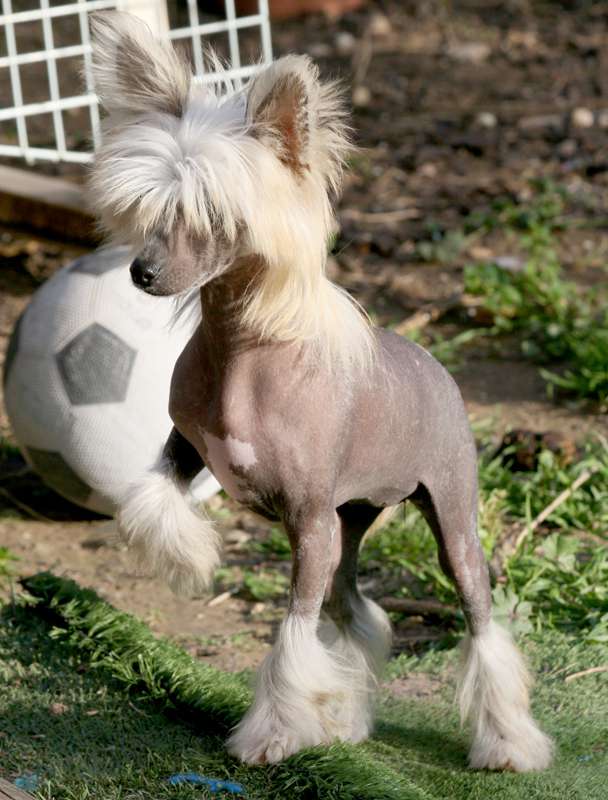 Romantic Fairy Tale  MELANIA