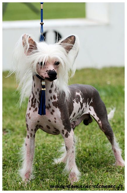 Bonheur Bleu de la Vierge Dorée