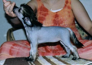 Crestwood Flaming Fast