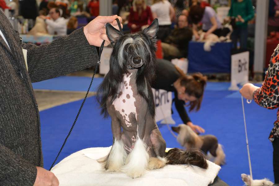 Call Me Hero z Jestrebiho kralovstvi