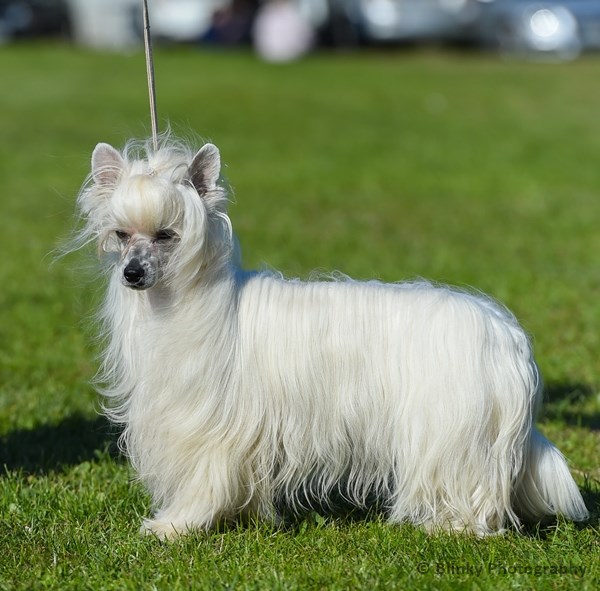 LOLLIPOP Z Valdorfskych Lesu