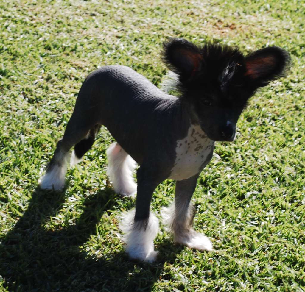 Kimissa Itza Chilly Willy