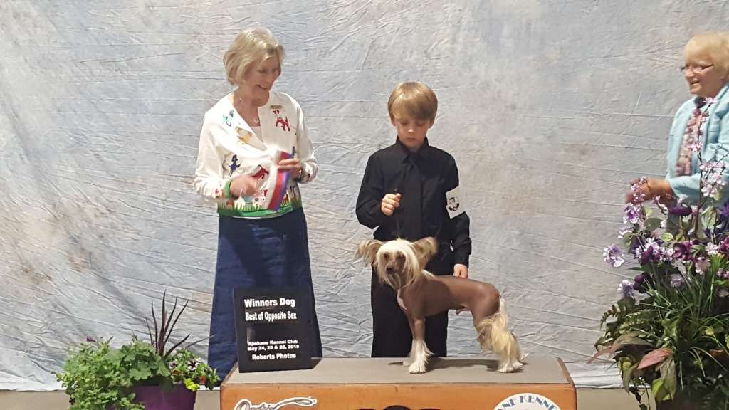 Ch Sunwinds American Grown and Picked