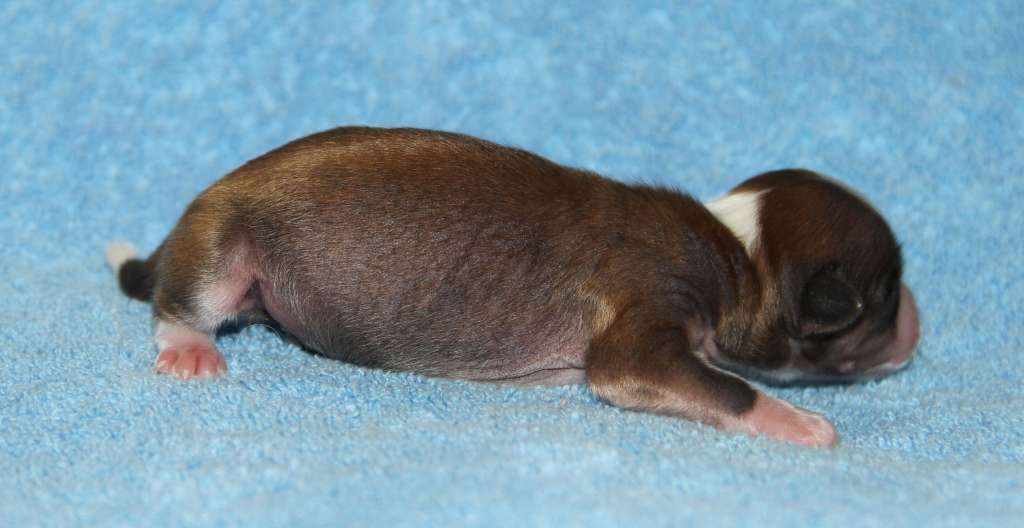 Grand Passage Illuso