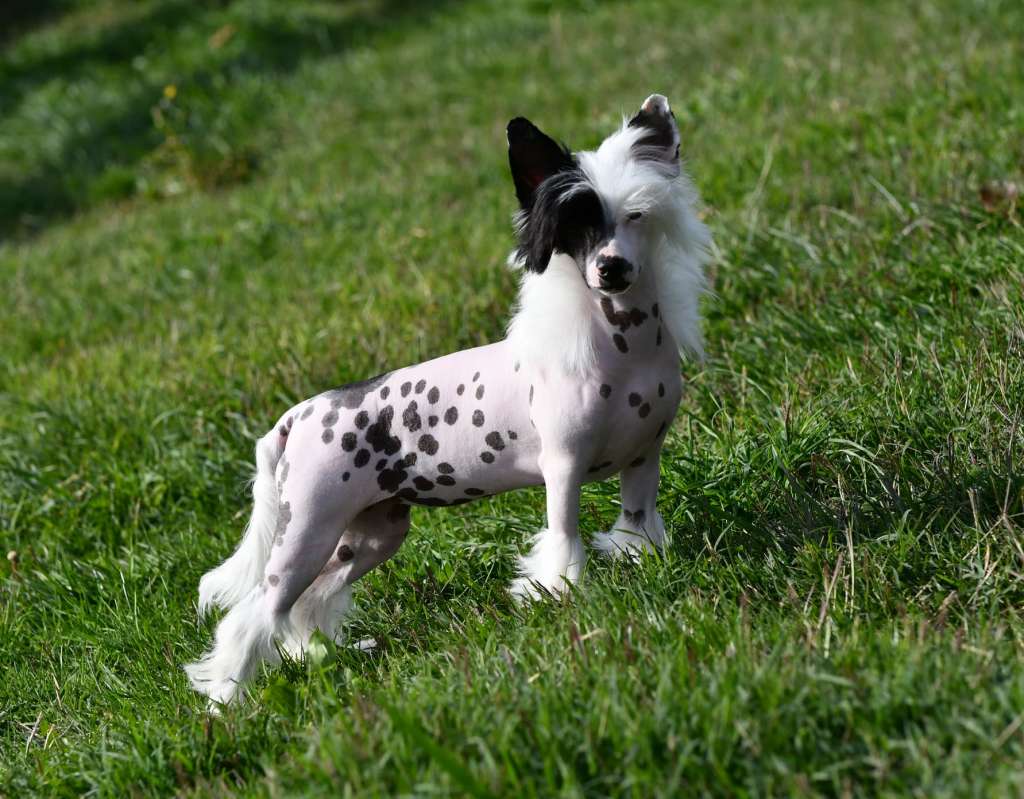 Little Dog of Dream Running in Heels