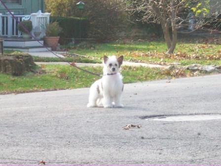 Juvani's Constant Sinner