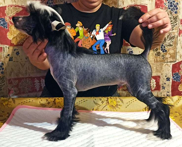 Sofiris Show Push Ahead