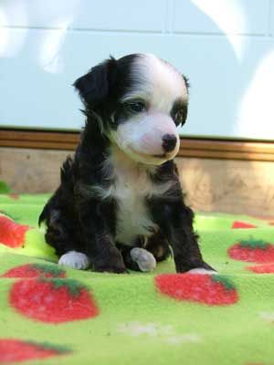 Dogs Of Dark Tarchia