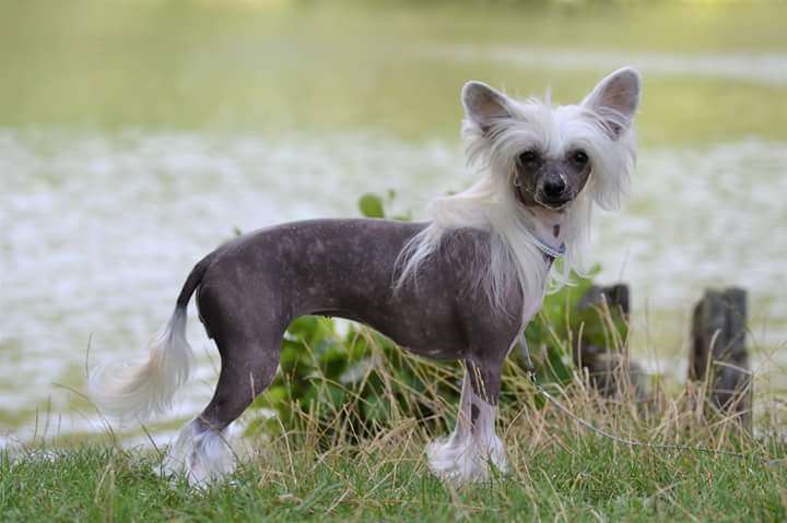 Proud Pony Natural Beauty
