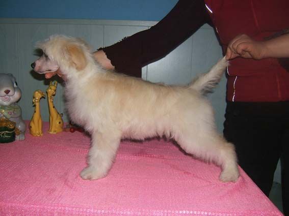 Shanel Glamour Uslada