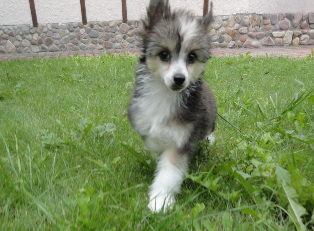 Uslada Bonus Westtai