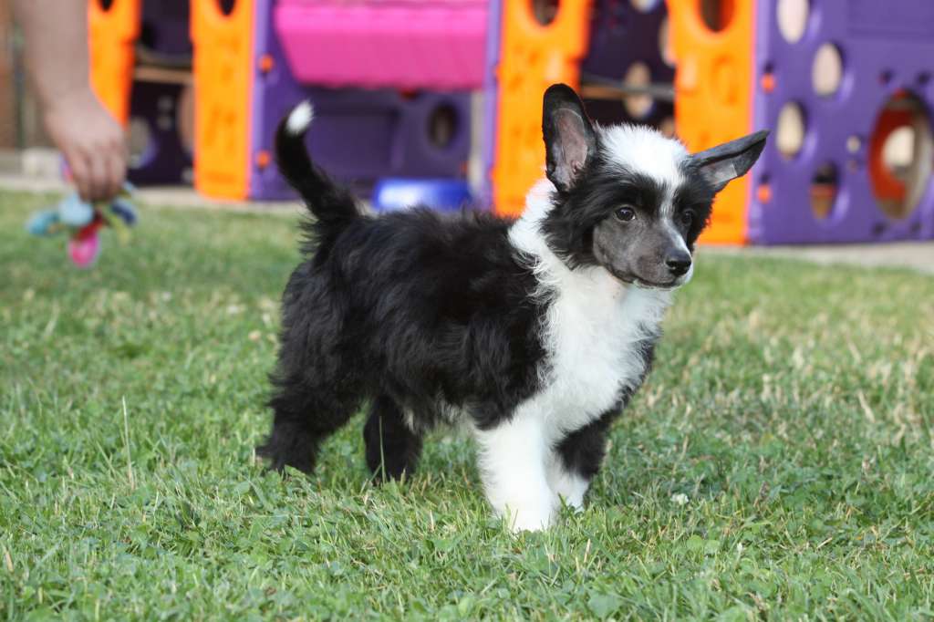 Xclusive Limited Edition Princes de la Roses