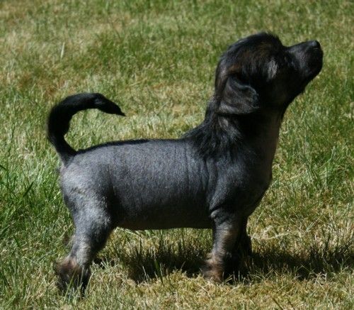 Chinetta's Cha Cha Cha