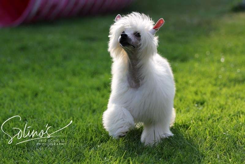 Magnus Staff X'Tremely Faboulus