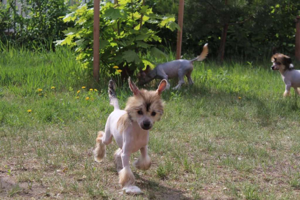 Rashen Ruletka Iz Vishnyovogo Sada