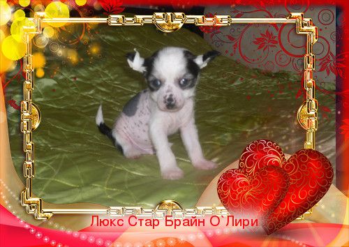 Lux Star Brain O'Liry