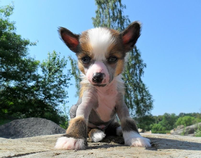 CAMELOT valiant Chose Savente