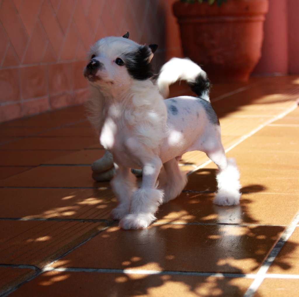 Guess Riddle De Sothis