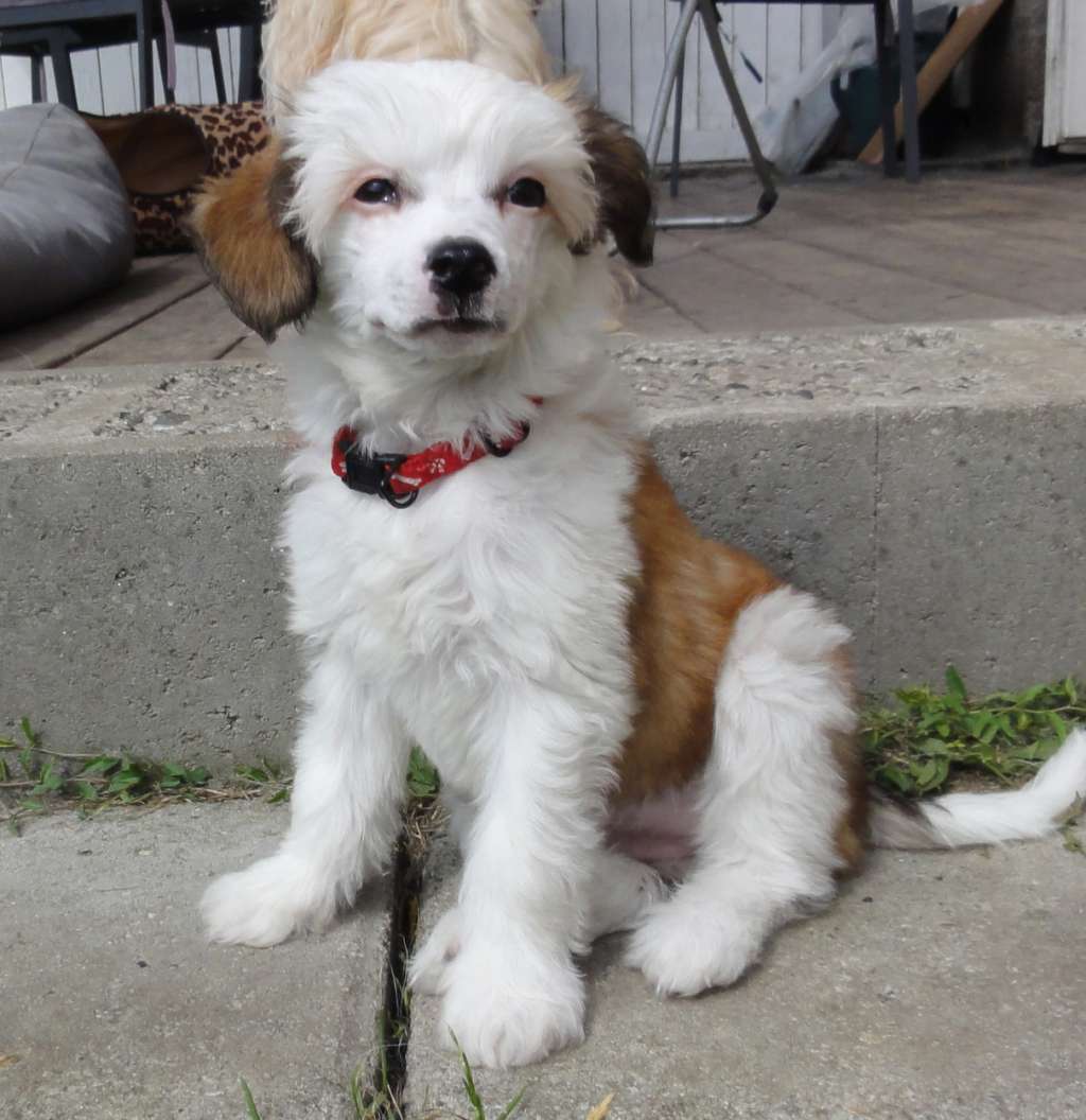 Crazy Diamond Stella