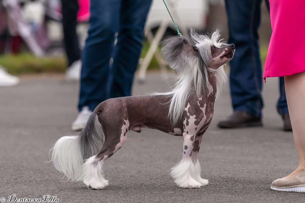 Exclusive iz Sozvezdiya Khana