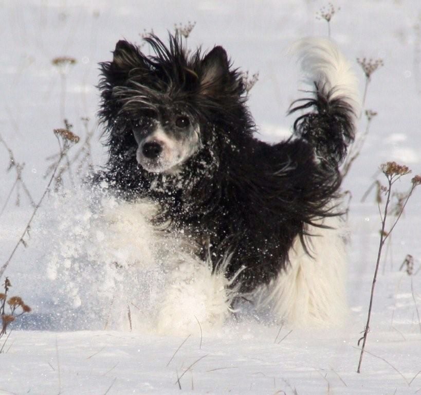 Be My Dog's Miss Bumble Bee