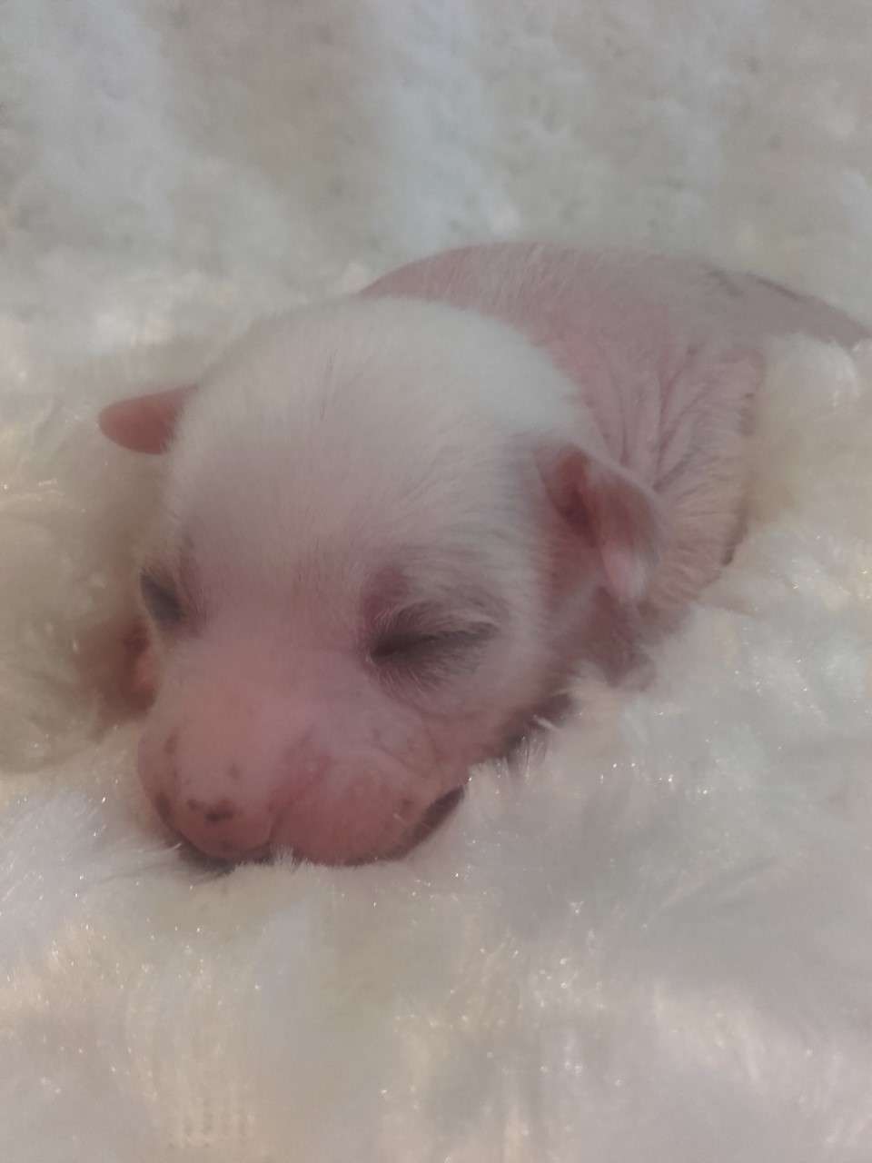 pufflepaws principe celestio