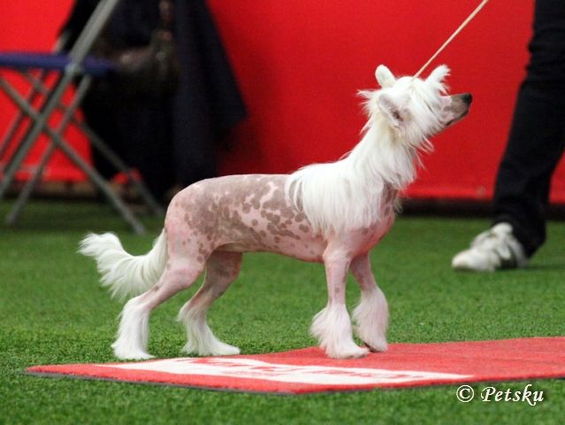 Secret Line's Hot Habanero