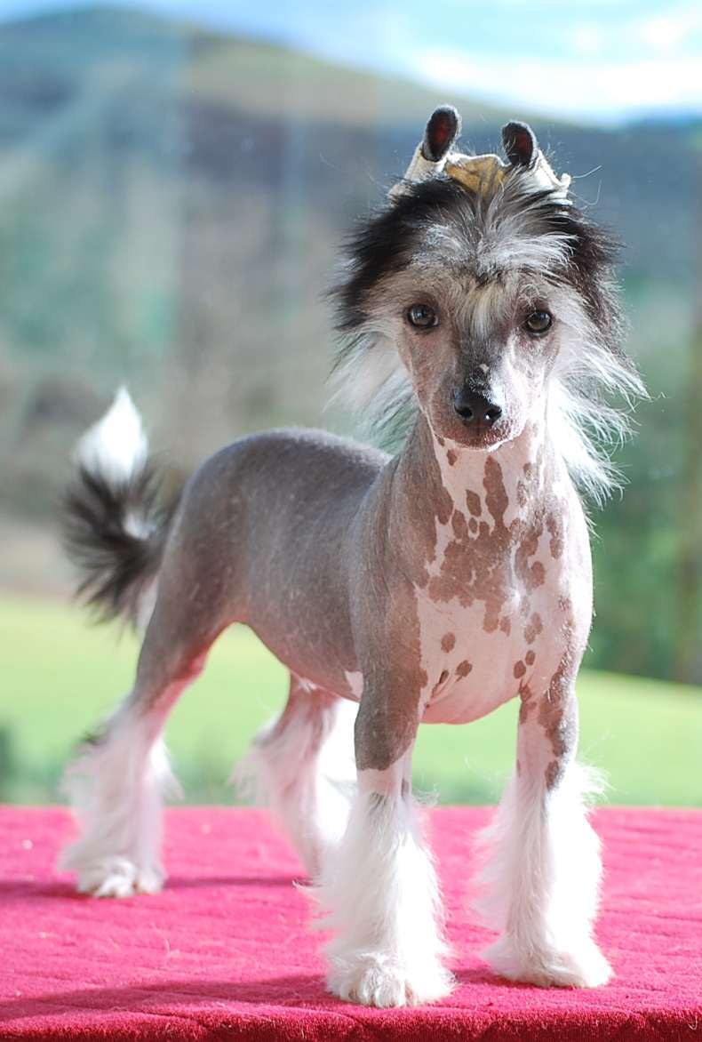 Little Dog Of Dream Noir Désir