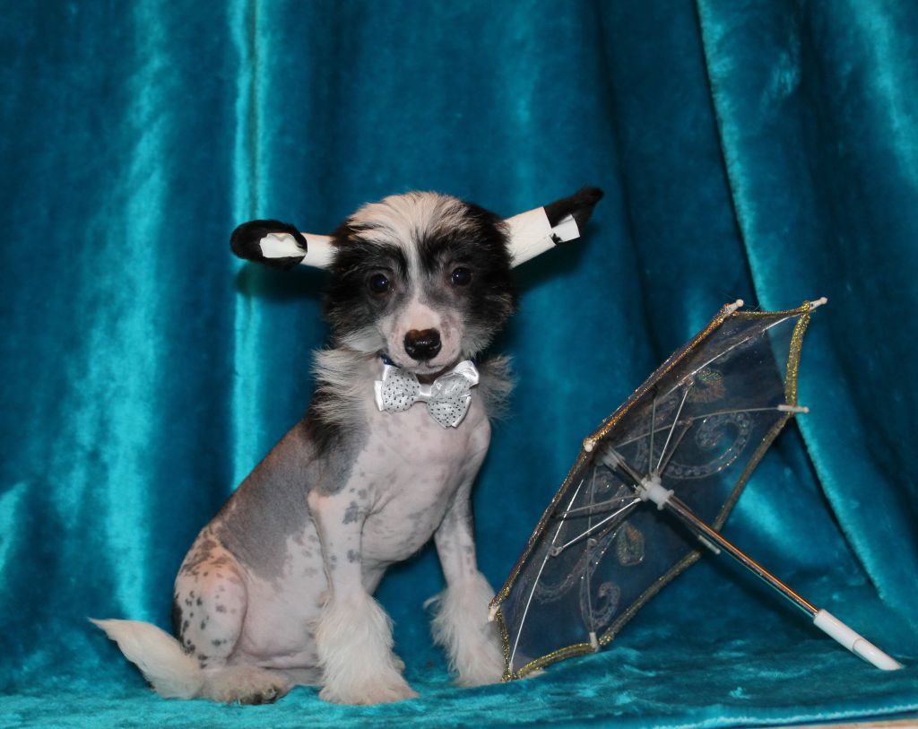 Orero Lovely  Lucas Spotti