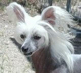 Sunberry's Lily Of The Valley