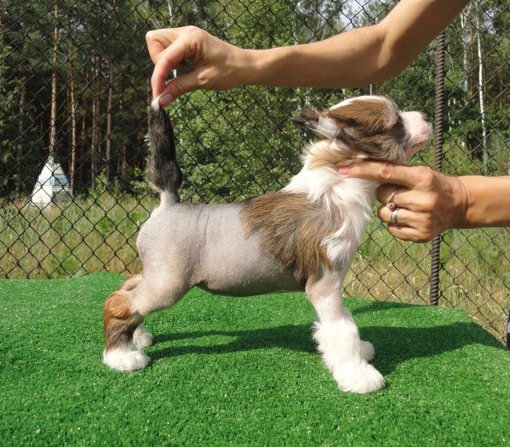 Germiona Bonus Westtai