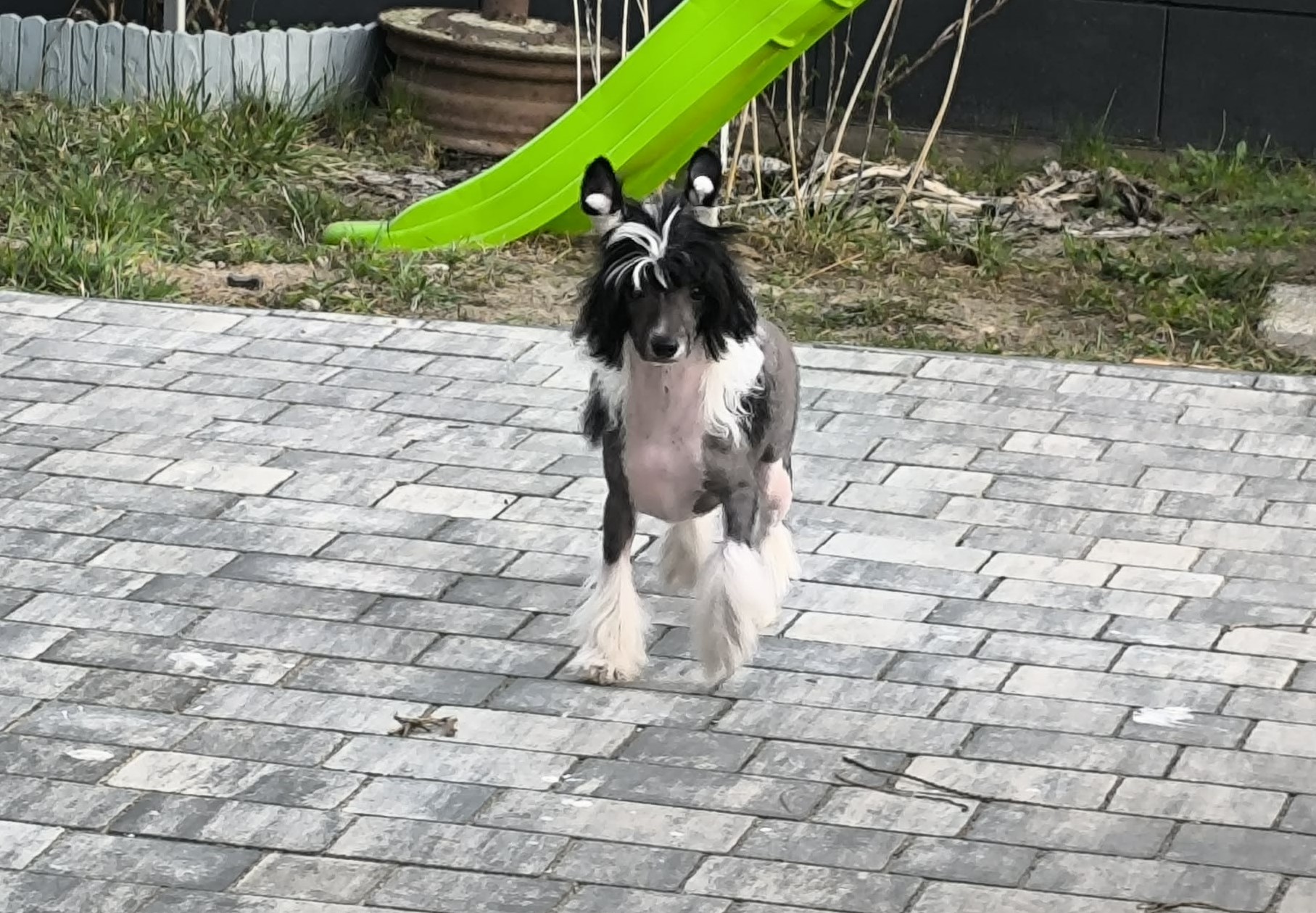 Kalipso Exotic World FCI