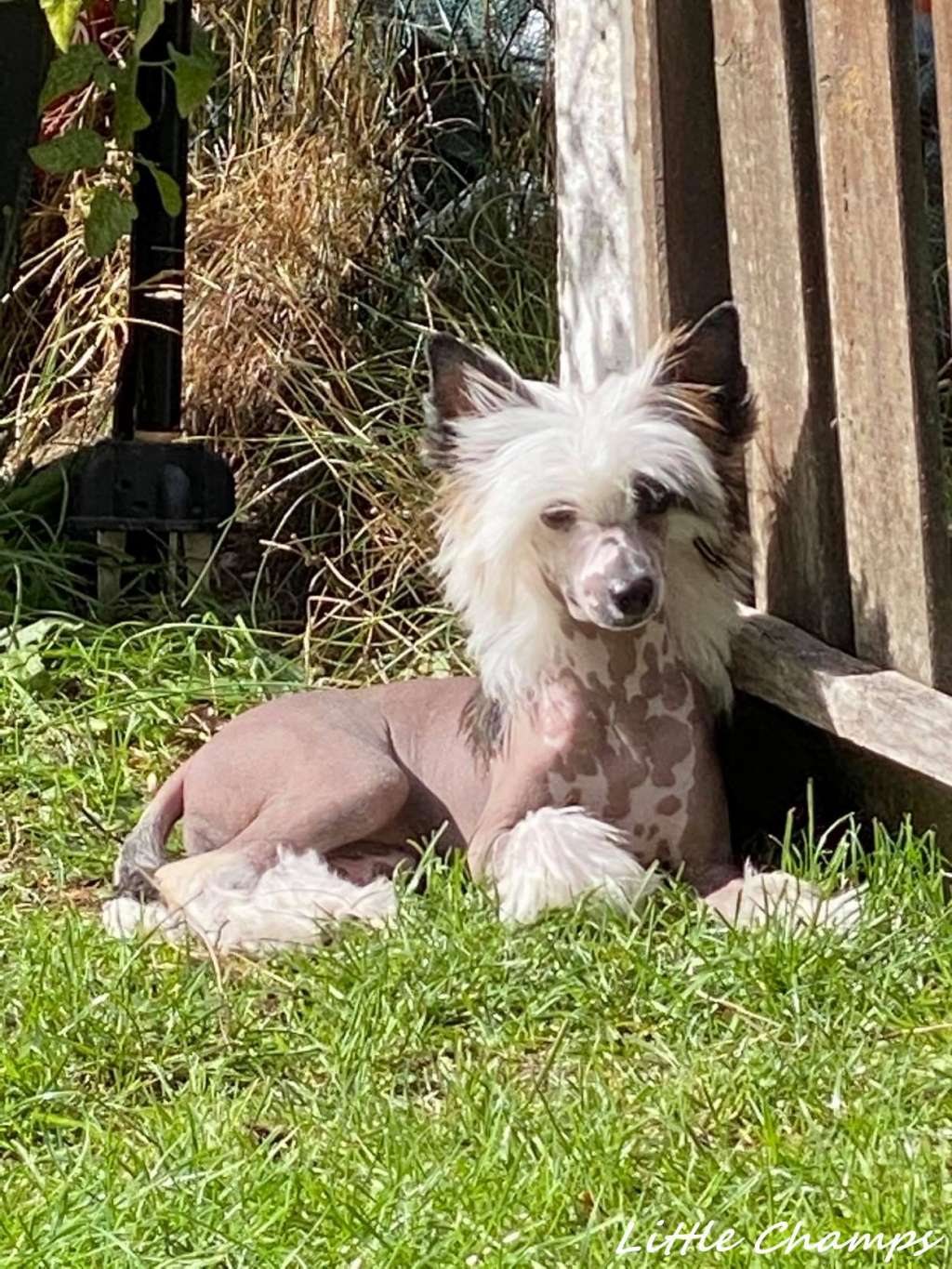 Régal'ad Little Champs