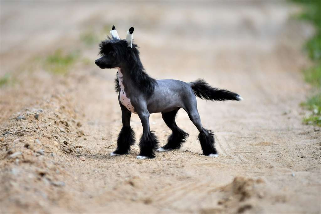 Dark Pony Winning Smile