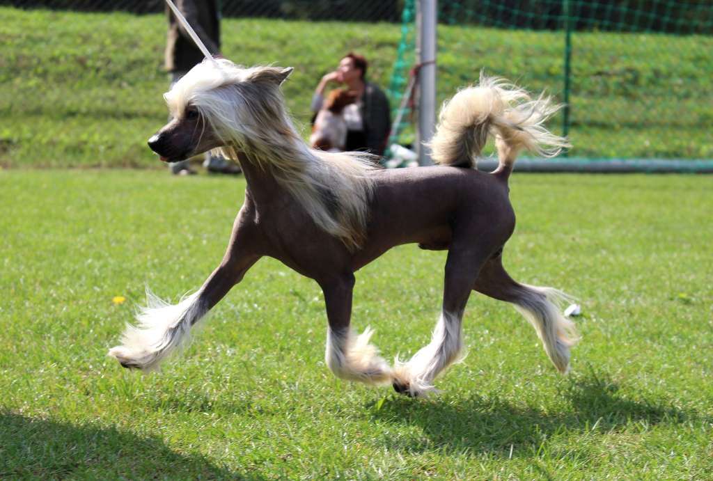 Dante Alighieri Modern Family