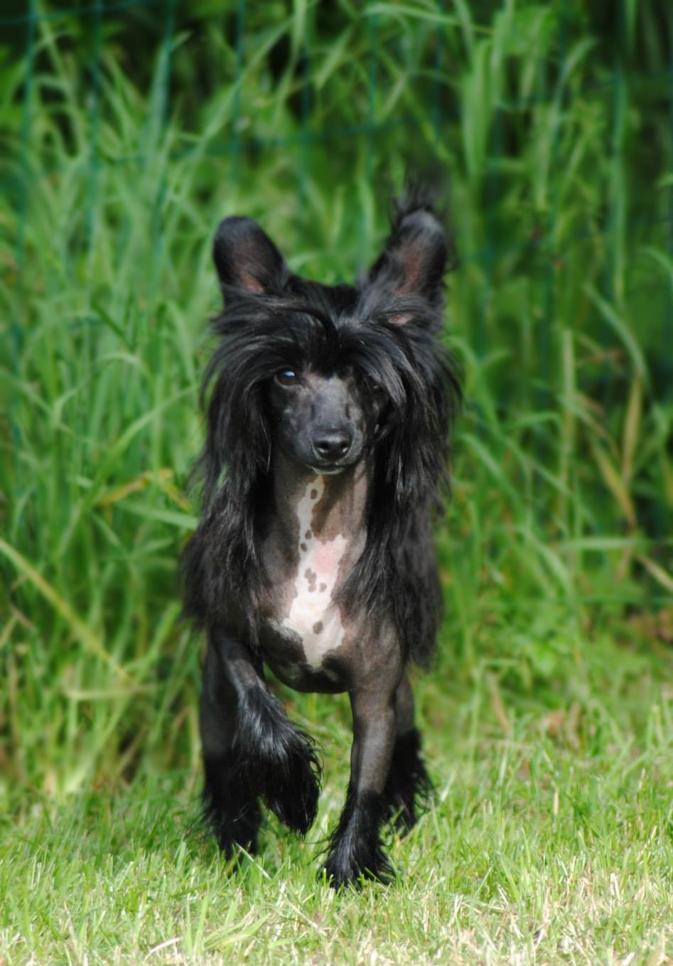 Taï Mandchou's Ingram Kappa