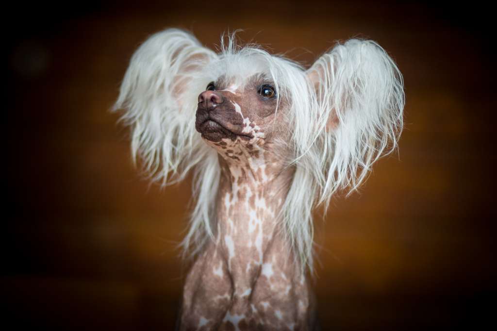 Faerie Angel Freuhartang