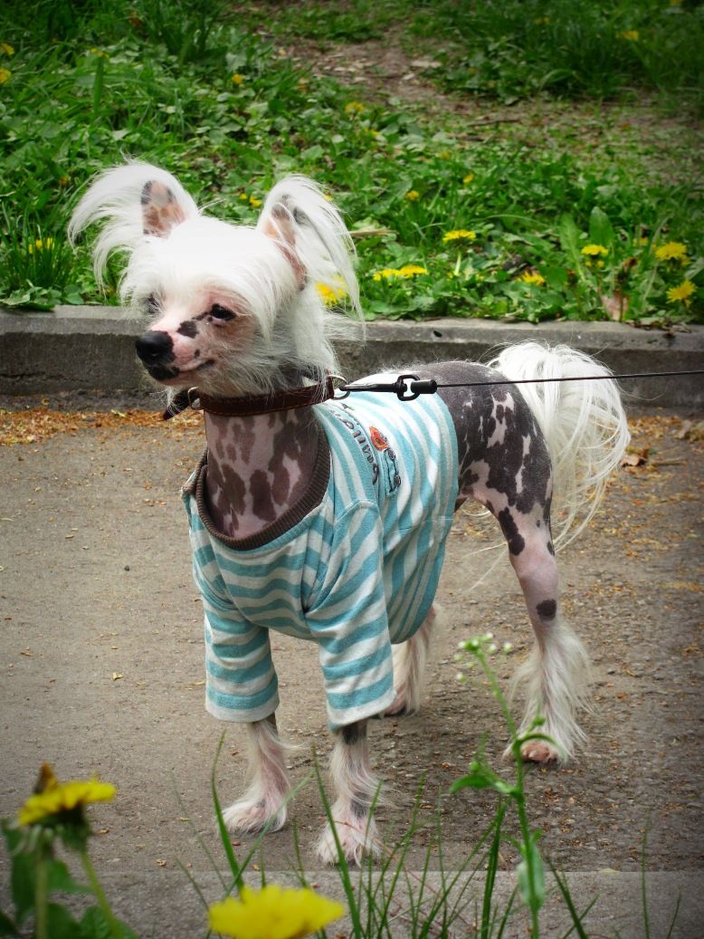 Betsy-Be-Happy  Moon Flower From Helen