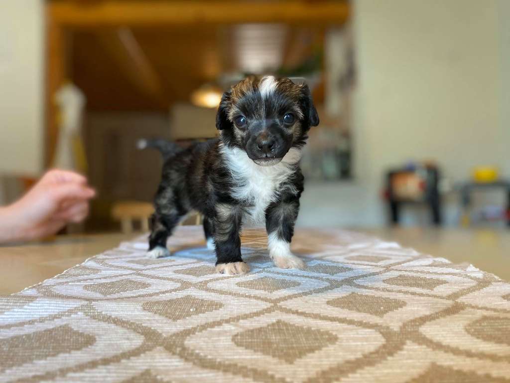 Kalimera's Spring Player