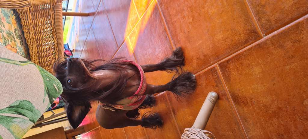 Goulden Chinese's Hope