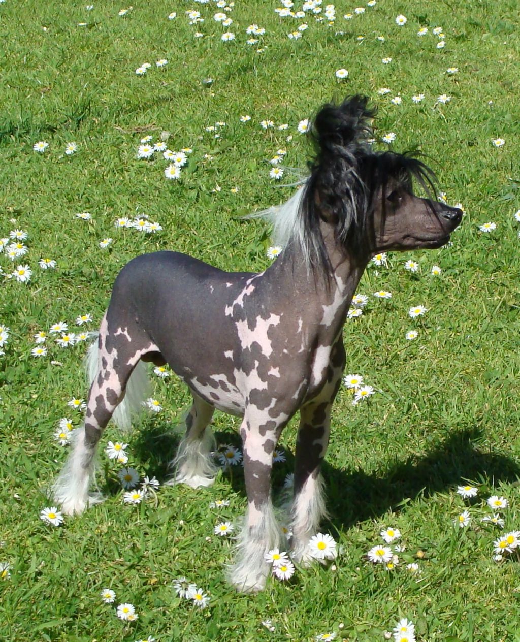 Bordercreek Mighty Quinn