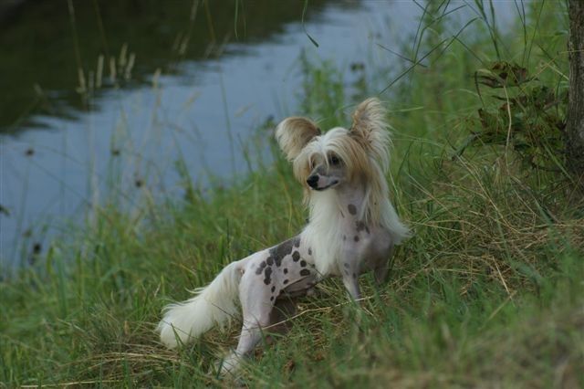 Prince Peppi for Beminita Fantasy Island