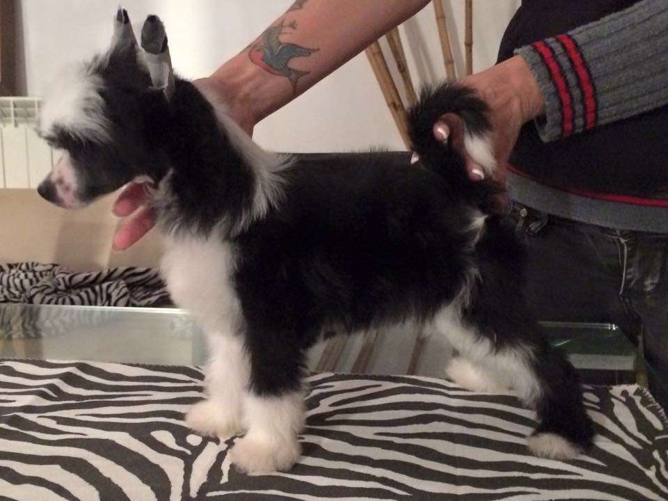 Lete dea dell'ablio di casa megi