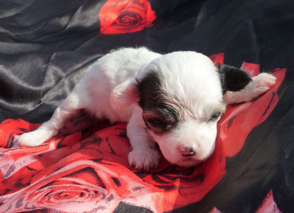 Legion Of Dream Les Shtam