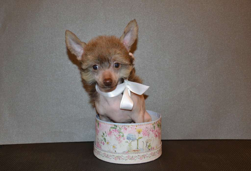 Feeriya Magic Pankeik Shoko