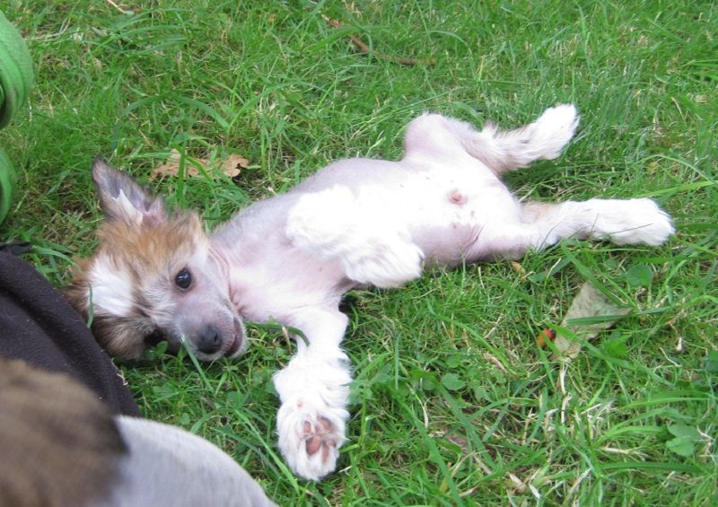 "Pinocchio"  von den Windpferden